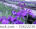 鳶尾花 31622236