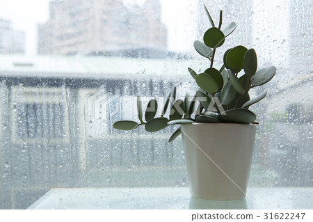 雨,窗戶,花盆,雨,窗台,花盆 雨,窗戶,花盆,雨,窗台,花盆 31622247