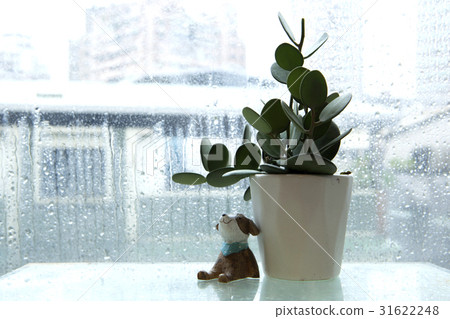 陰雨天氣,窗台,花盤,王子,雨,窗戶,花盆,娃娃,雨,窗台,娃娃 陰雨天氣,窗台,花盤,王子,雨,窗戶,花盆,娃娃,雨,窗台,娃娃 31622248