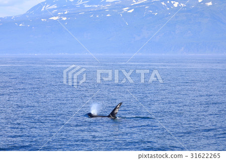 Watch killer whale off Rausu Watch killer whale off Rausu 31622265