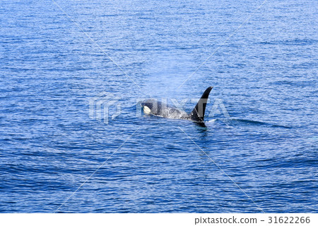 Watch killer whale off Rausu Watch killer whale off Rausu 31622266
