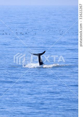 Watch killer whale off Rausu Watch killer whale off Rausu 31622267