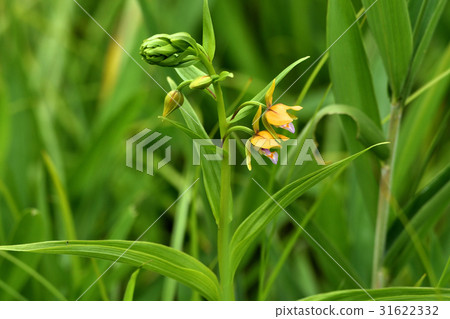 野生蘭花 31622332