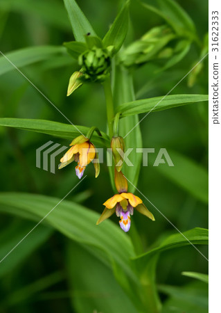 野生蘭花 31622333