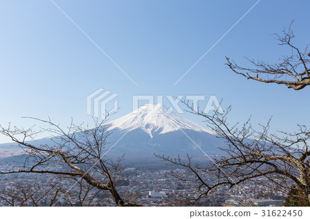 Fuji mountain and tree foreground, winter season 31622450