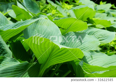 玉簪 玉簪 31622585