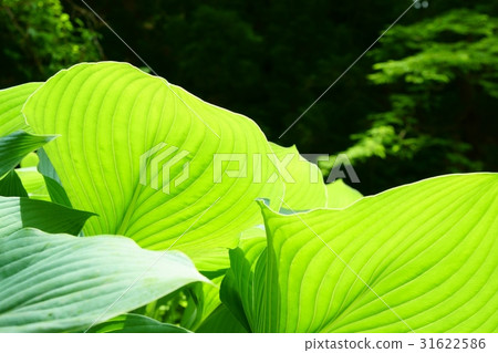 玉簪 玉簪 31622586