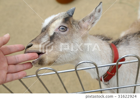 Gabri bite Gabri bite 31622924