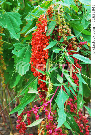 Colorful Taiwan Quinoa 31622943