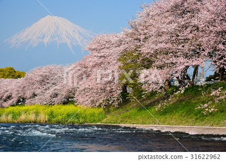 Fuji and cherry blossoms 31622962