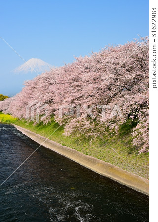 Fuji and cherry blossoms 31622983