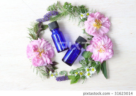 Essential oil plant 31623014