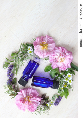 Essential oil plant 31623016