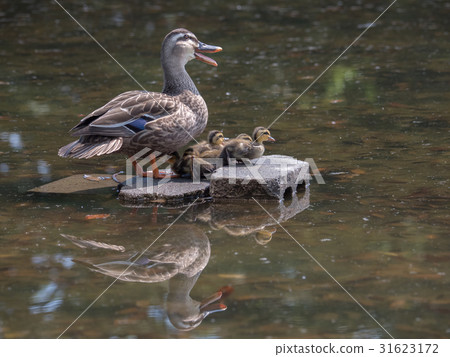 嬰孩和母親在加利福尼亞 31623172