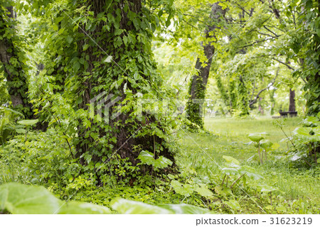 Hokkaido Lake Shikotsu wild bird forest rain Hokkaido Lake Shikotsu wild bird forest rain 31623219