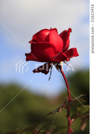 Autumn roses 31623458