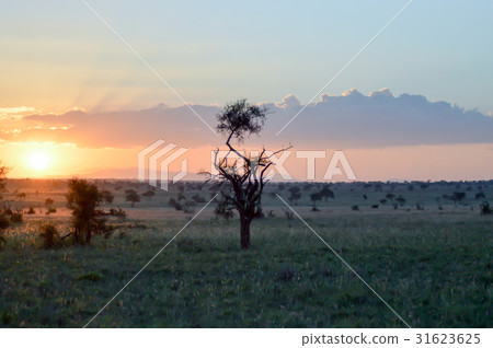 Sunset over the savanna Sunset over the savanna 31623625