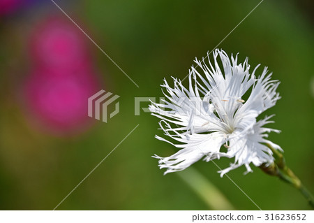 Kawarana Dessico (Kawahara Sakiko) 31623652