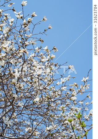 It's like a snow shining in the blue sky 31623784