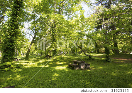 北海道湖支笏野鳥森林晴朗的天空洩漏 31625155