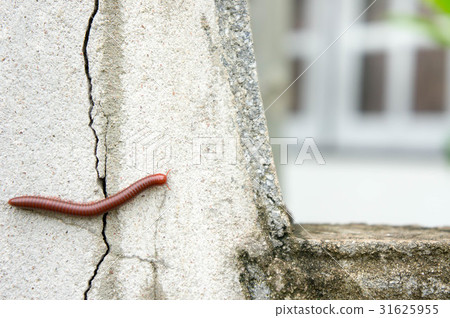 Millipede on the wall of the house in the rain. 31625955