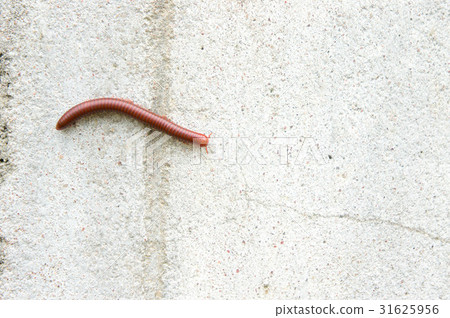 Millipede on the wall of the house in the rain. 31625956