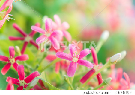 Rangoon Creeper flowers, Chinese honey Suckle Rangoon Creeper flowers, Chinese honey Suckle 31626193