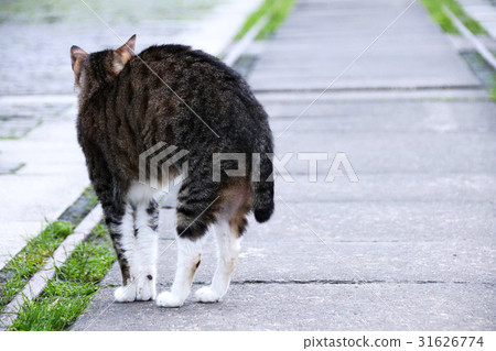 貓 31626774