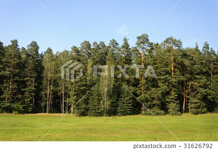 Edge of forest, summer 31626792