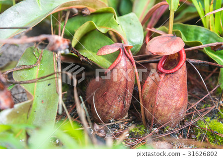 Pitcher plants or monkey cups in national park. Pitcher plants or monkey cups in national park. 31626802