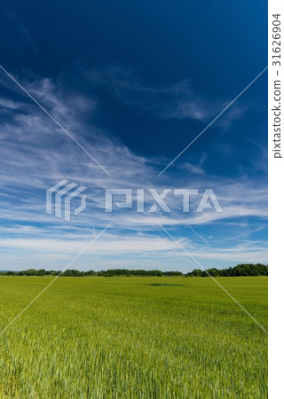 Long white clouds over a field with corn plants Long white clouds over a field with corn plants 31626904