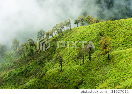 Fog covered forest on mountain ridge Fog covered forest on mountain ridge 31627011