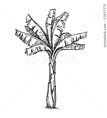 Banana palm tree Banana palm tree 31627175