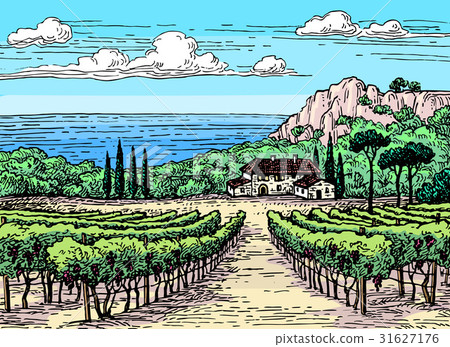 Hand drawn vineyard landscape. Hand drawn vineyard landscape. 31627176