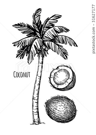 Coconut and palm tree Coconut and palm tree 31627177