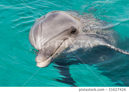 Dolphin in the blue sea water Dolphin in the blue sea water 31627426