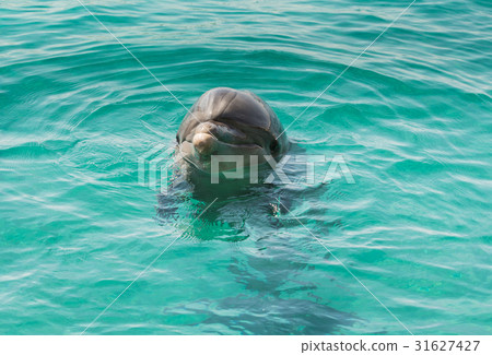 Dolphin in the blue sea water Dolphin in the blue sea water 31627427