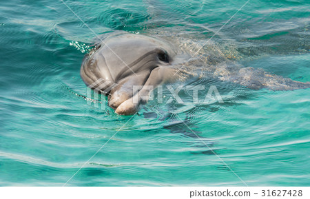 Dolphin rests on the surface of the water Dolphin rests on the surface of the water 31627428
