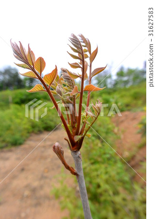 urushi的芽 31627583