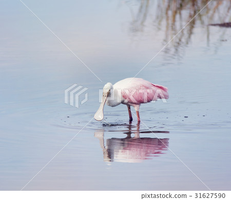 Roseate Spoonbill in a lake Roseate Spoonbill in a lake 31627590