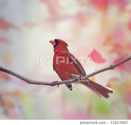 Male Northern Cardinal Male Northern Cardinal 31627602