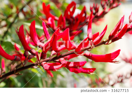 Flower of Coral Gland 31627715