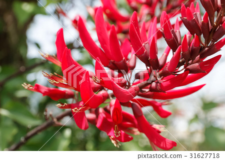 Flower of Coral Gland 31627718