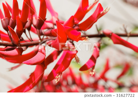 珊瑚腺花 31627722