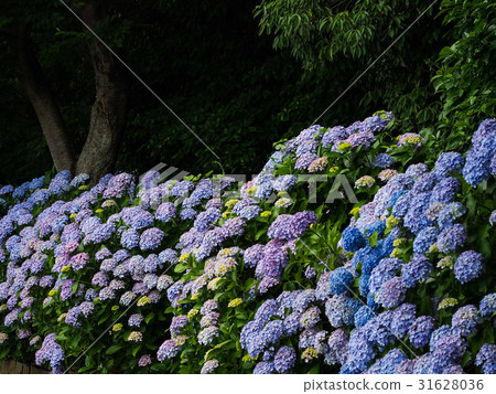  hydrangea 31628036