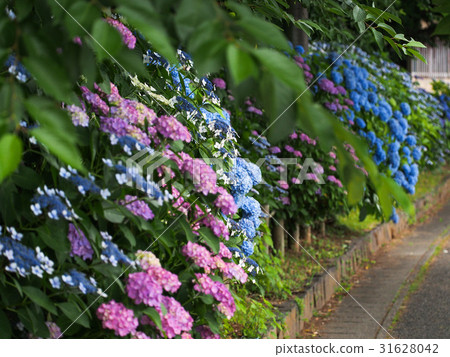 hydrangea   31628042