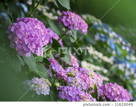  hydrangea 31628049