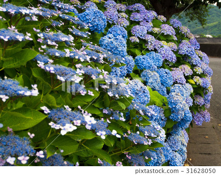 Hydrangea 31628050