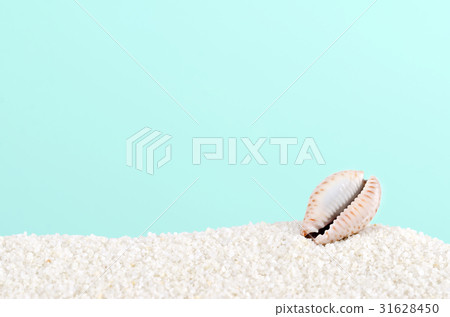 Cowrie shell on white sand on turquoise 31628450