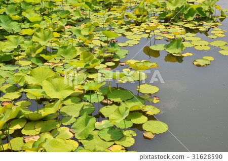 Lotus Leaves 31628590